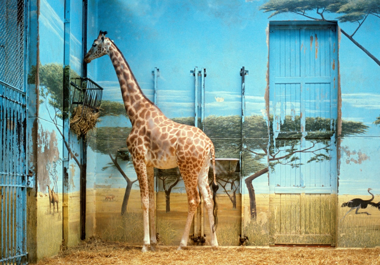 Image: Candida Höfer, Zoologischer Garten Paris II, 1997 © Candida Höfer / VG Bild-Kunst, Bonn and DACS, London 2018