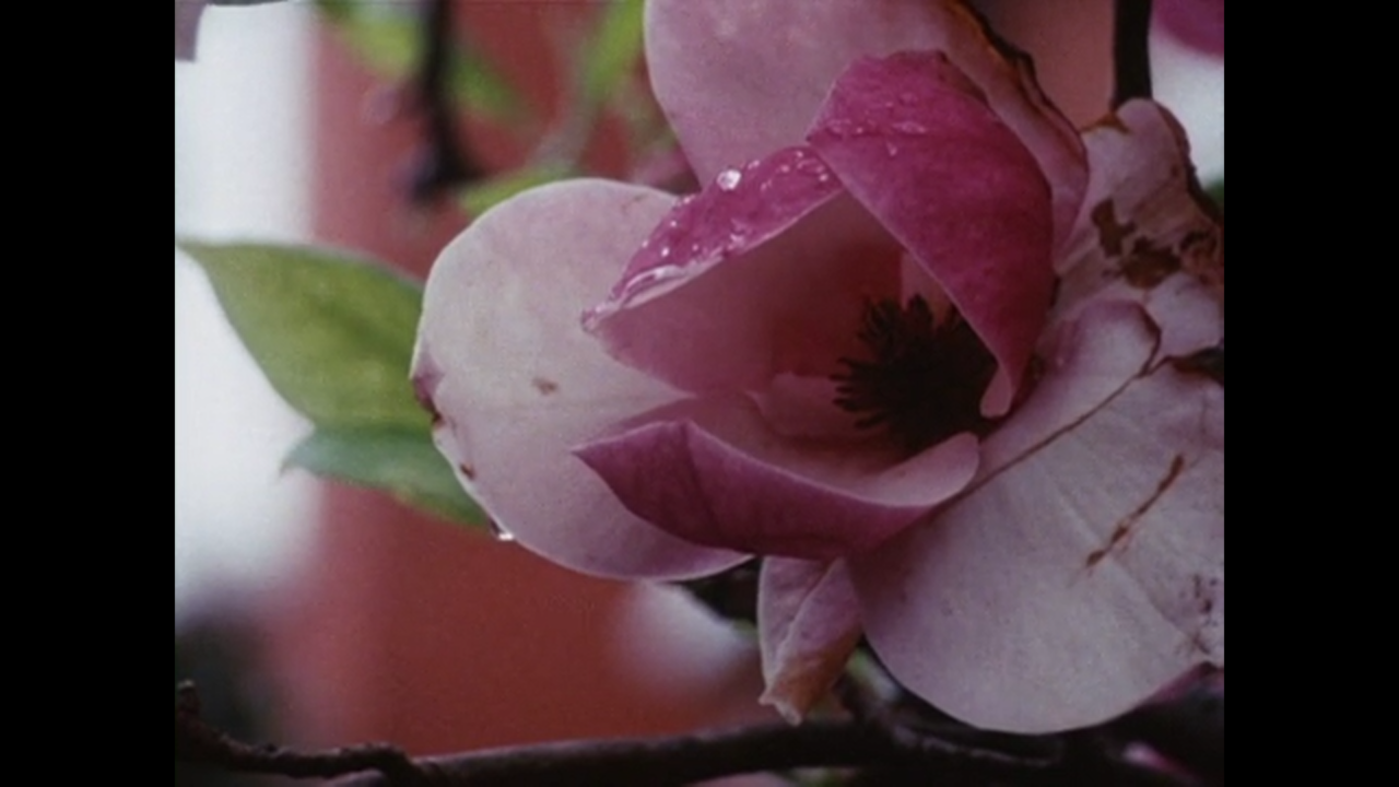 Nashashibi/Skaer, ‘Our Magnolia’, 2009 (still). Image courtesy the artists and LUX