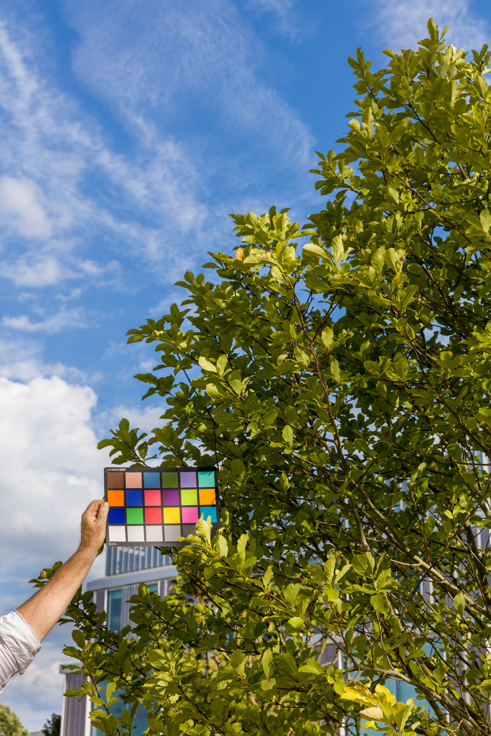 A hand outside of the image frame holding colour grid being held ahainst a sky and green tree backdrop.