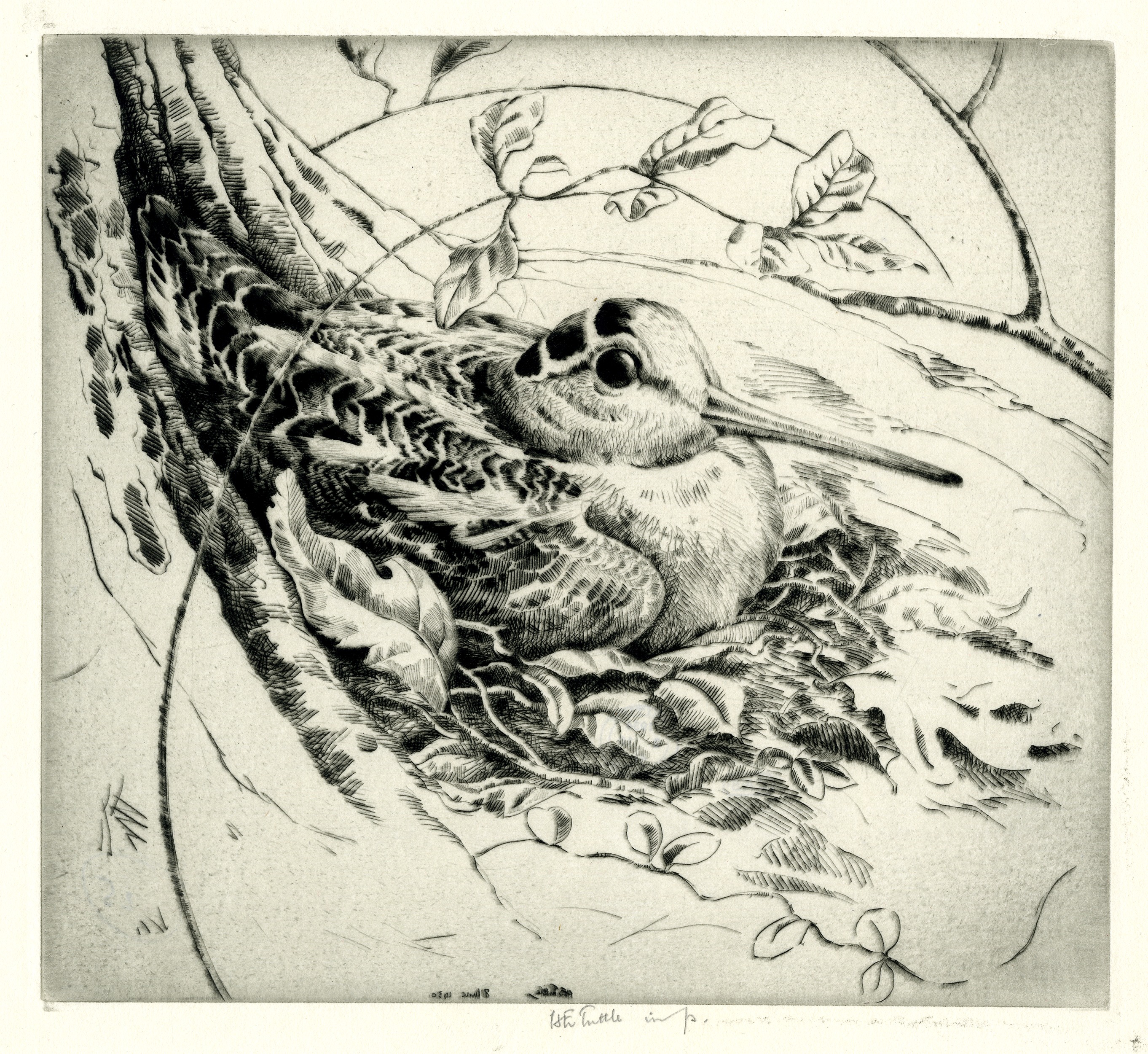 Woodcock on nest (1930)