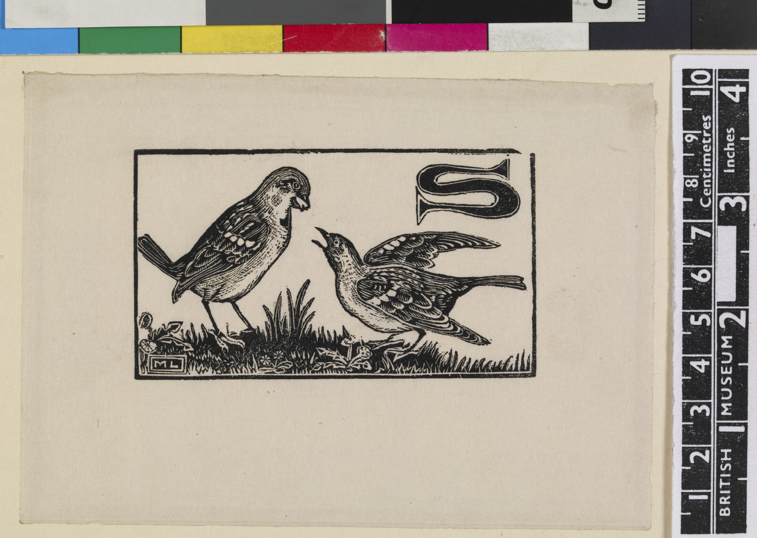 'S' - Sparrow (Illustration to 'An Alphabet of British Birds') (1934-5)