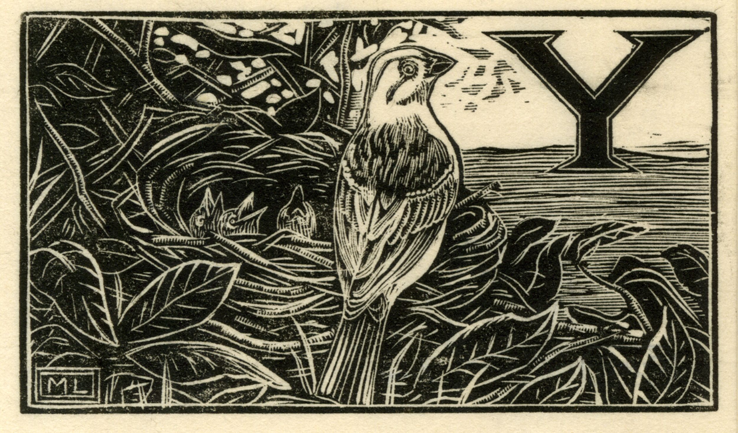 'Y' - Yellow-hammer (Illustration to 'An Alphabet of British Birds') (1934-5)