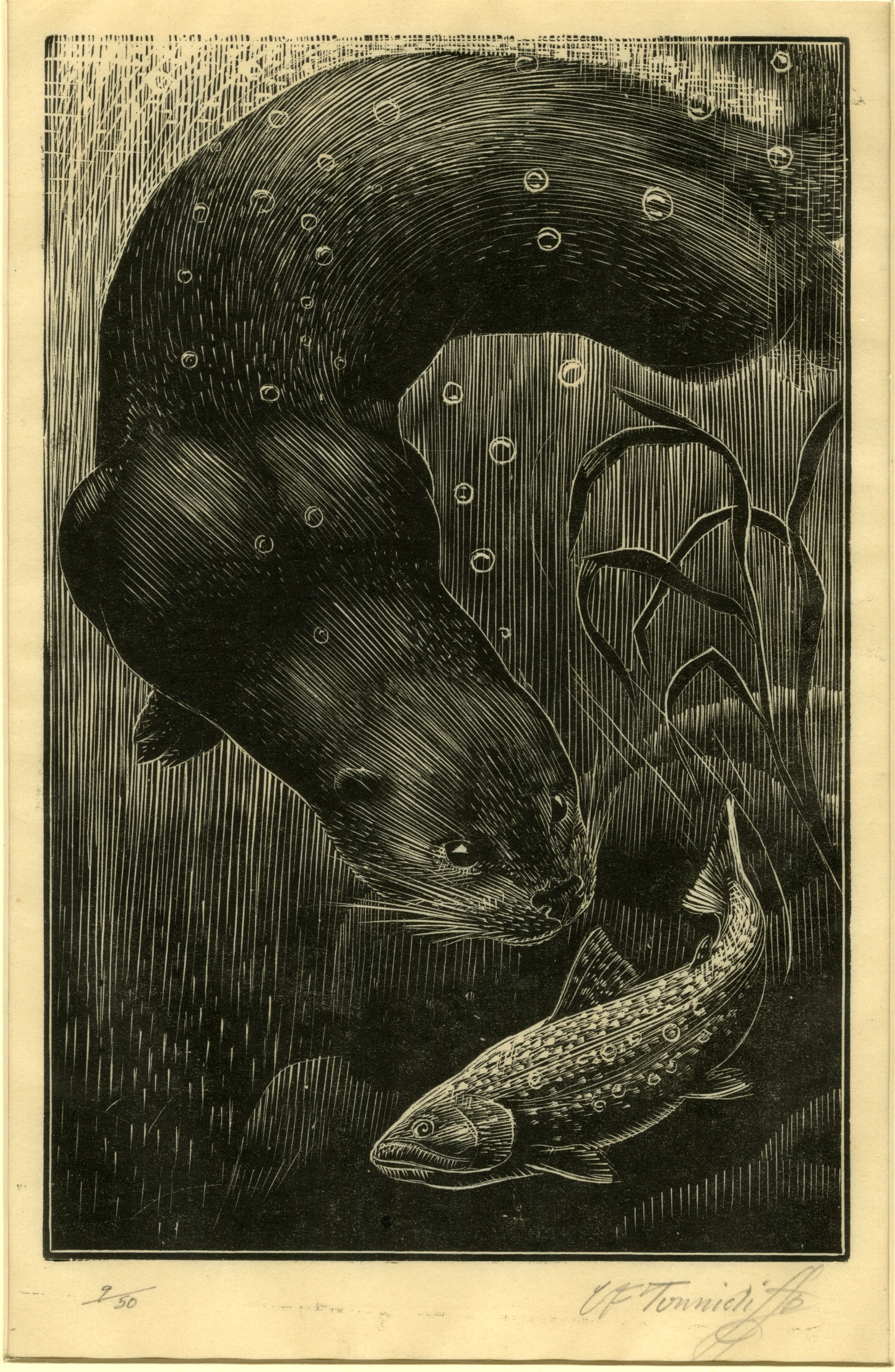 Otter chasing trout (circa 1932)