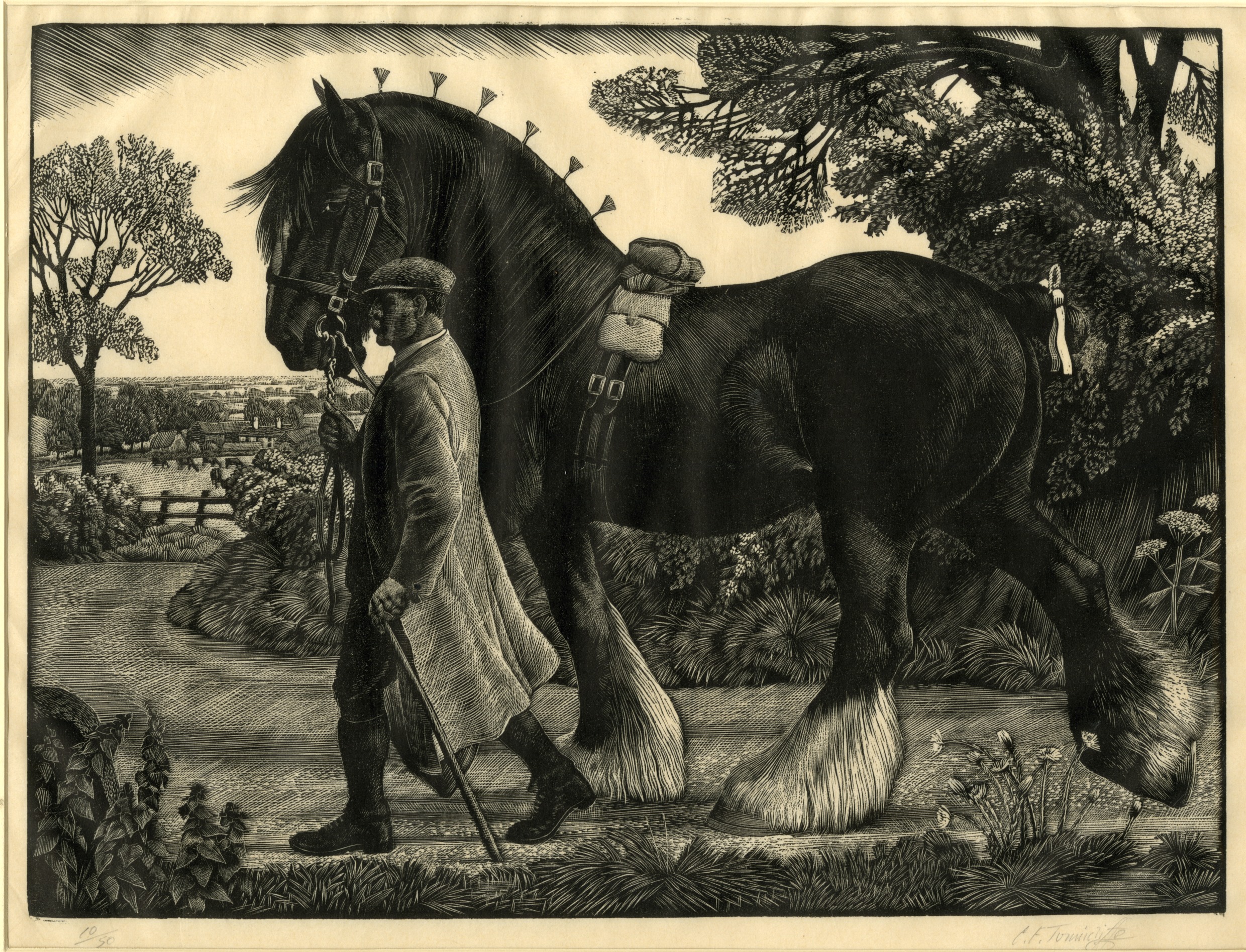 The Shire Stallion (circa 1925-1930)