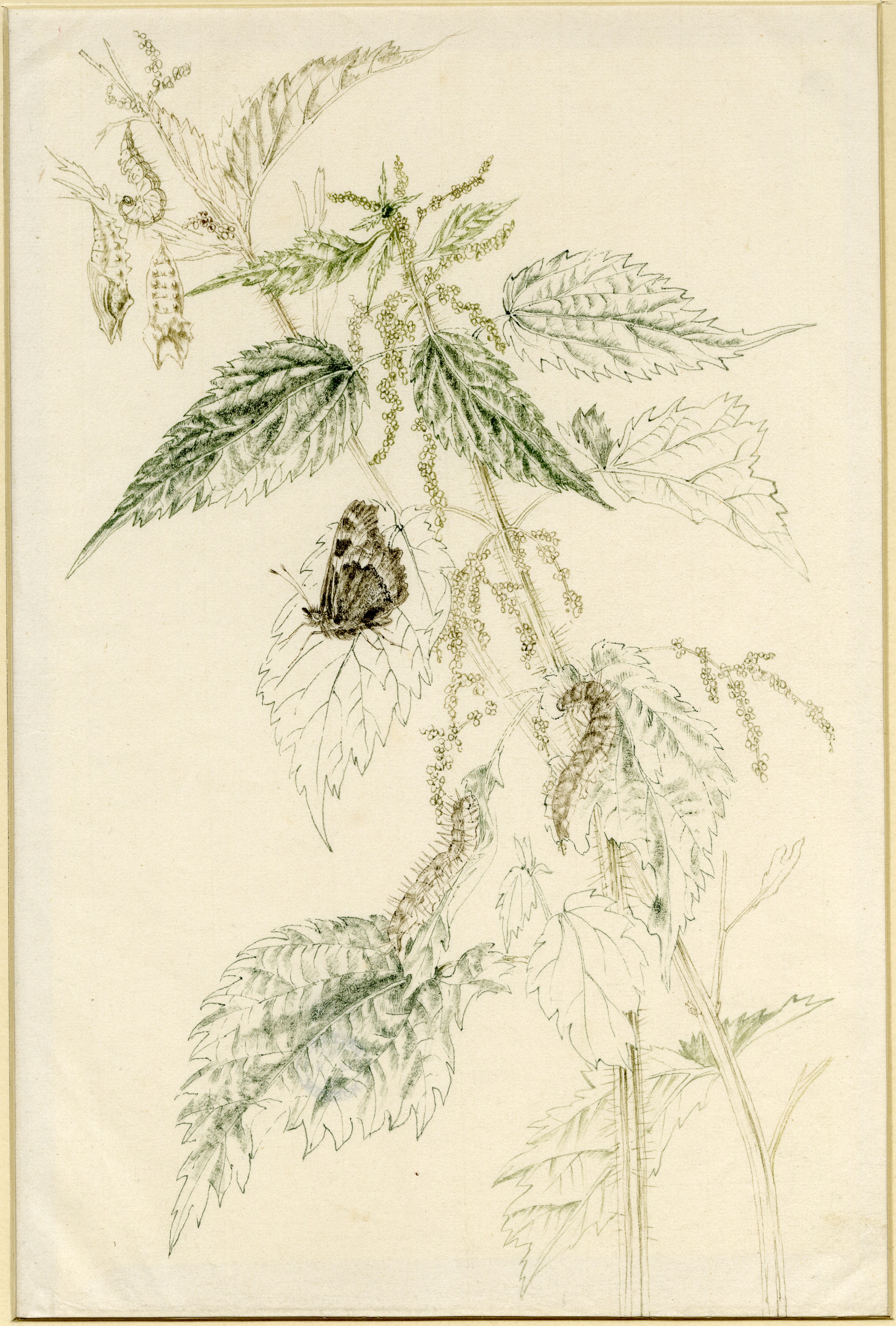 Stinging nettles with butterfly and caterpillar (about 1940)