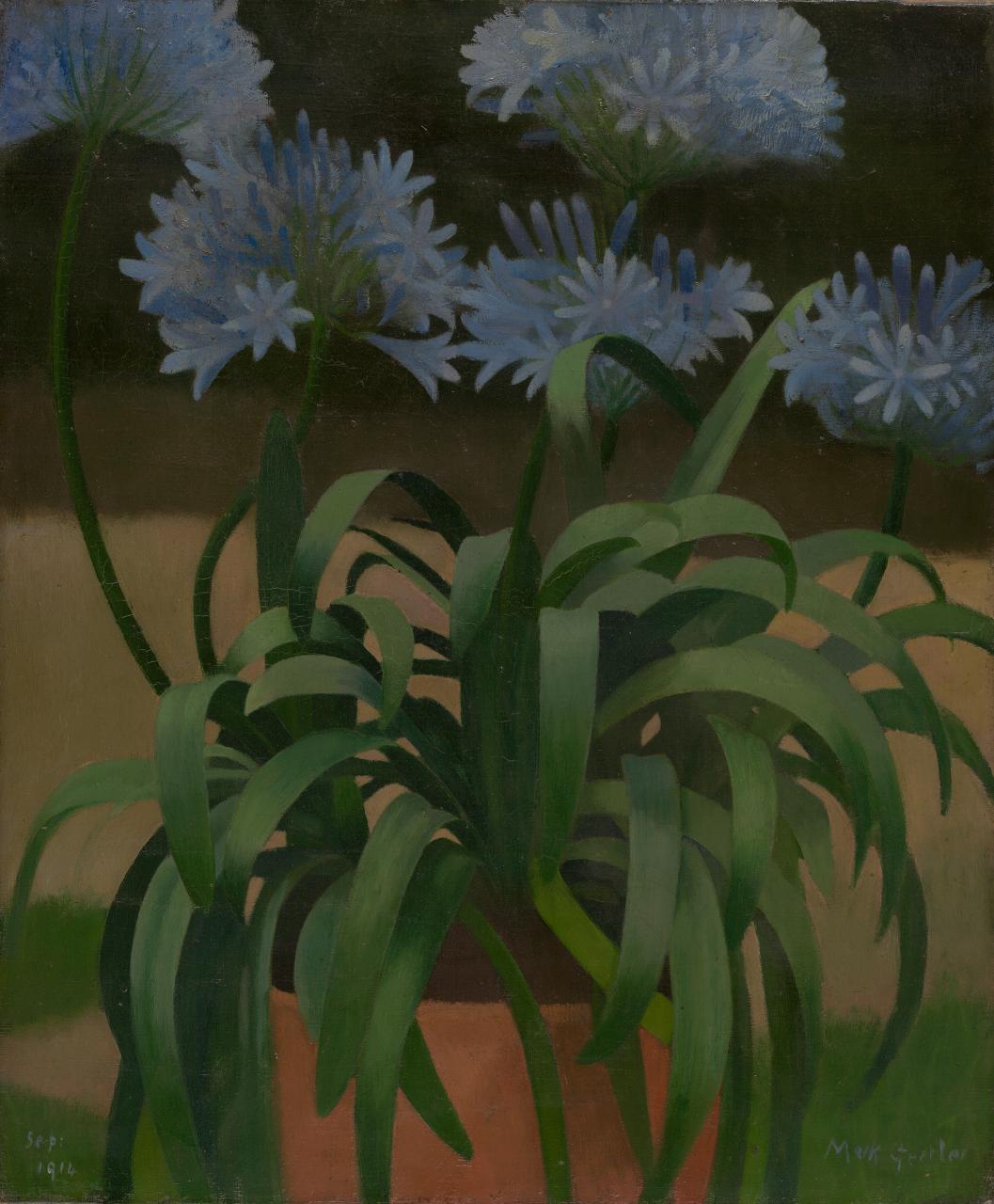 Agapanthus (1914)