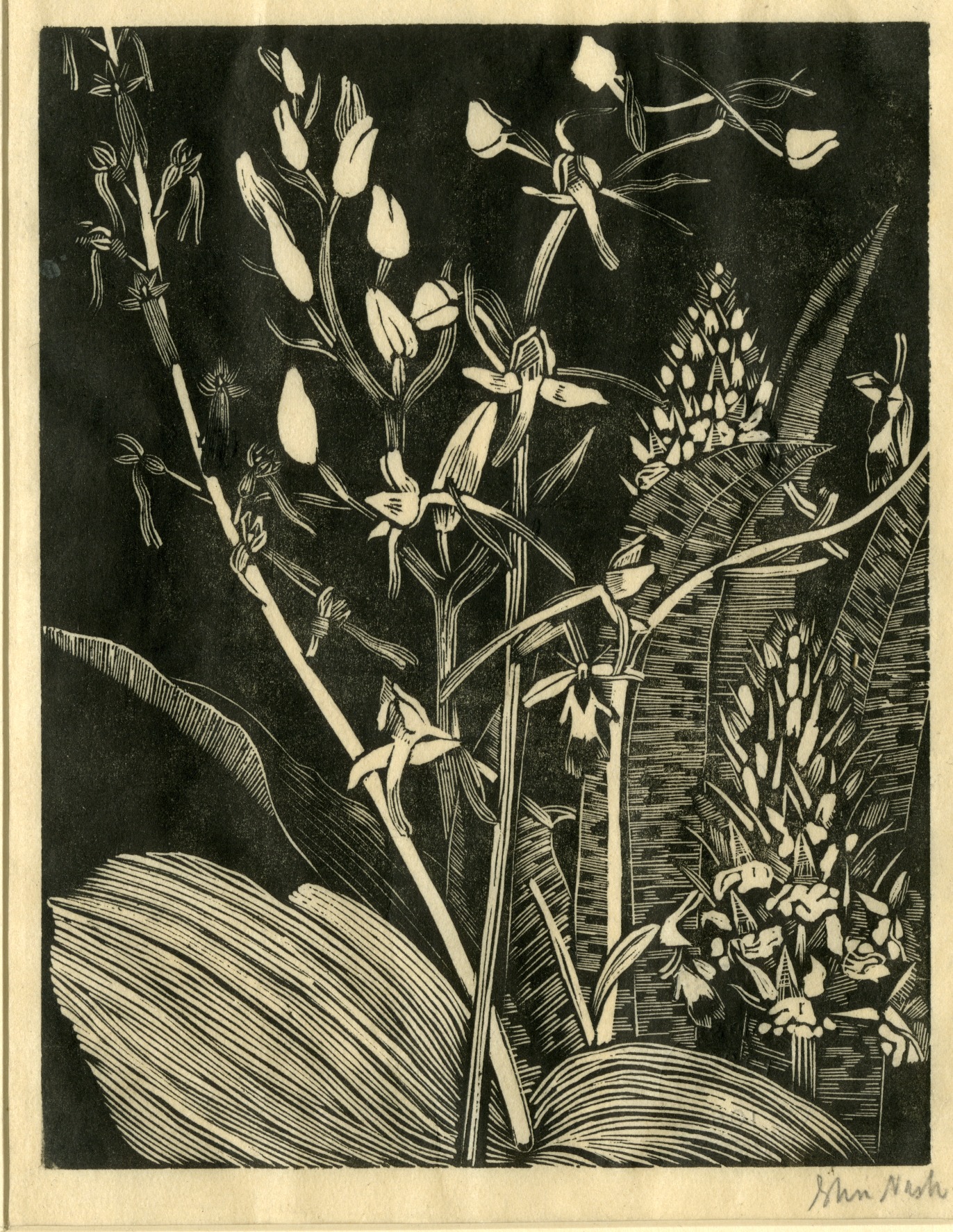 Orchids (1920)