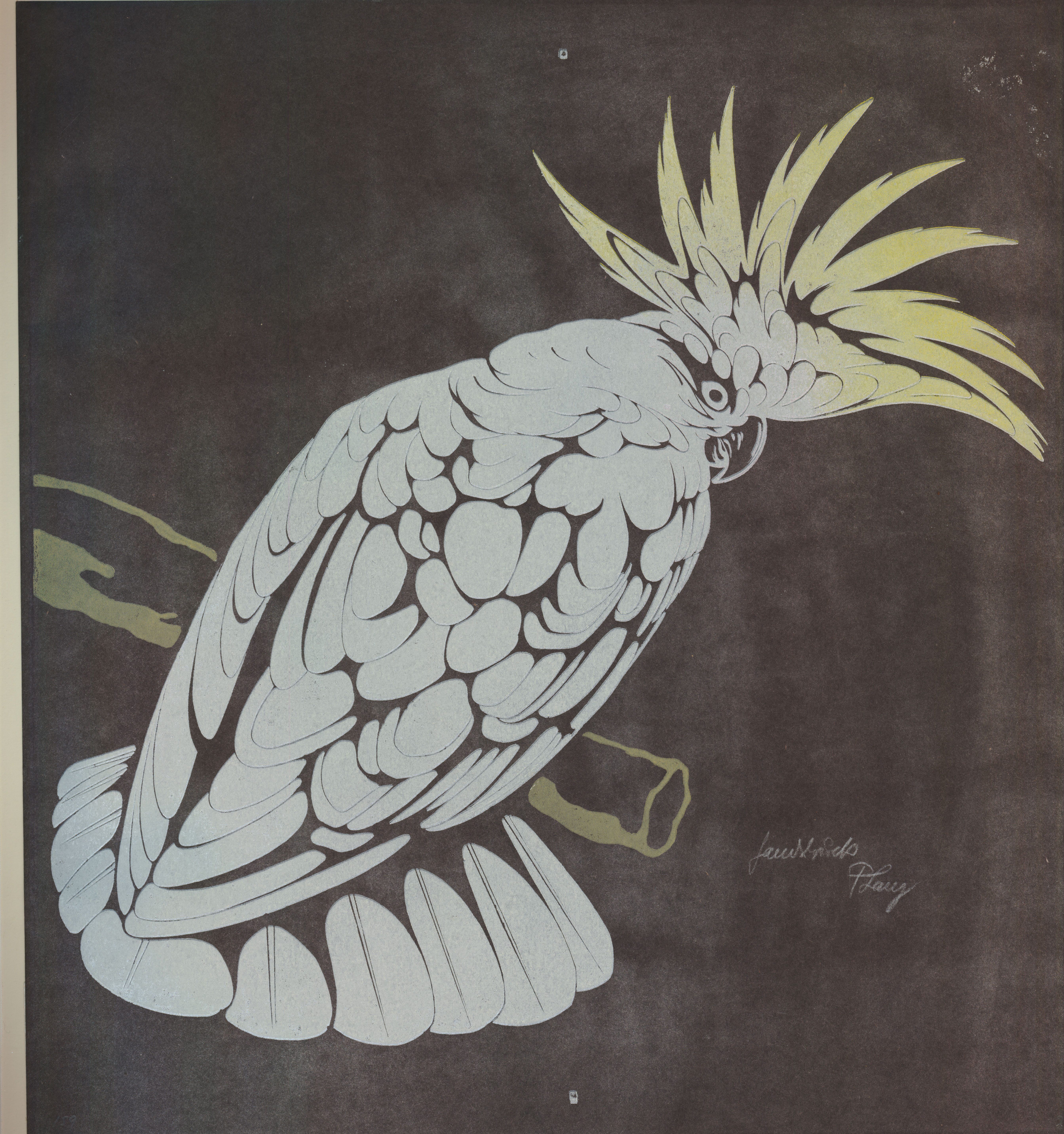 Gelber Kakadu, auf Ast (Sulphur-crested cockatoo on a branch) (about 1925)