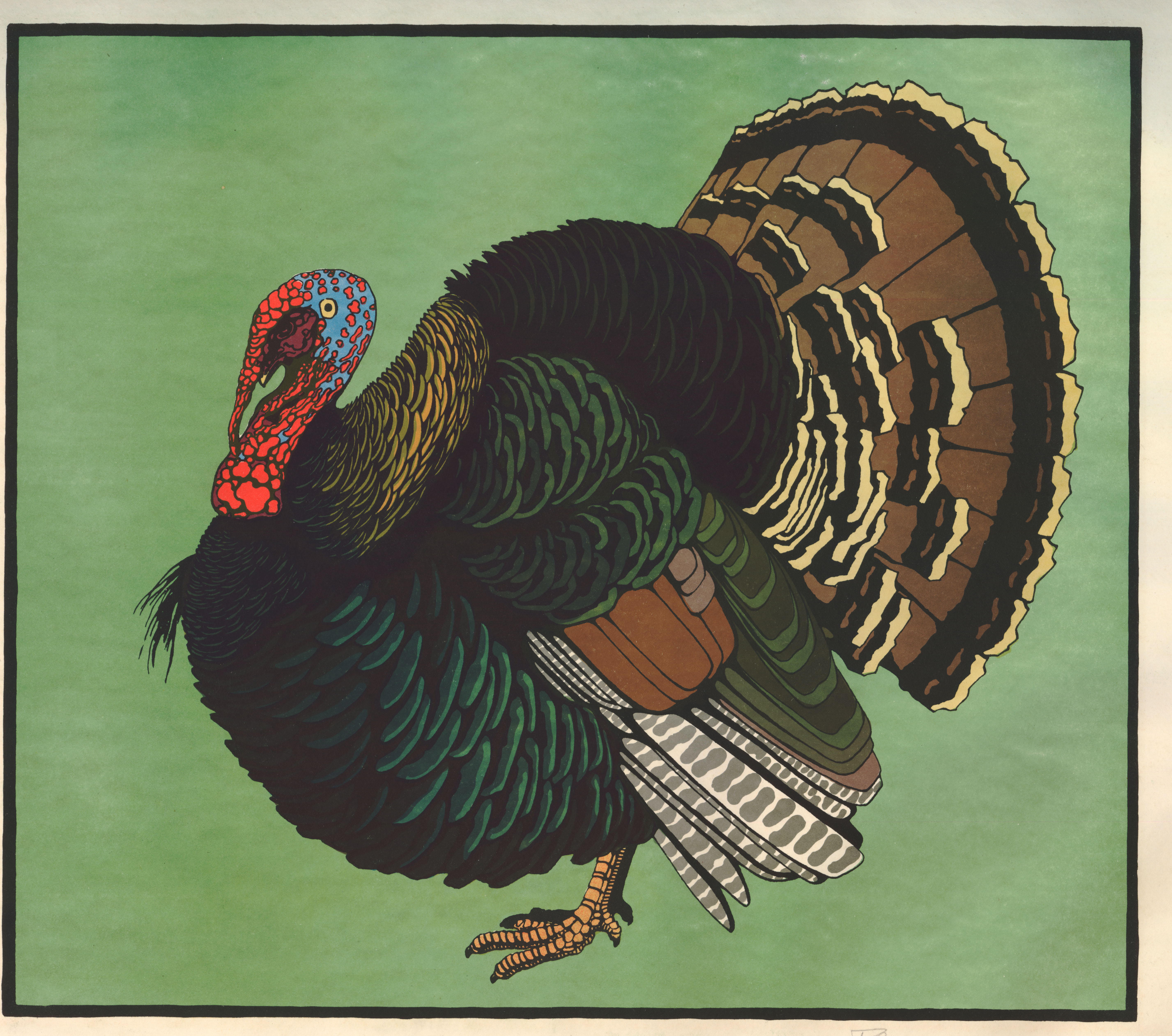 Truthahn, schwarz (Turkey, black) (about 1925)