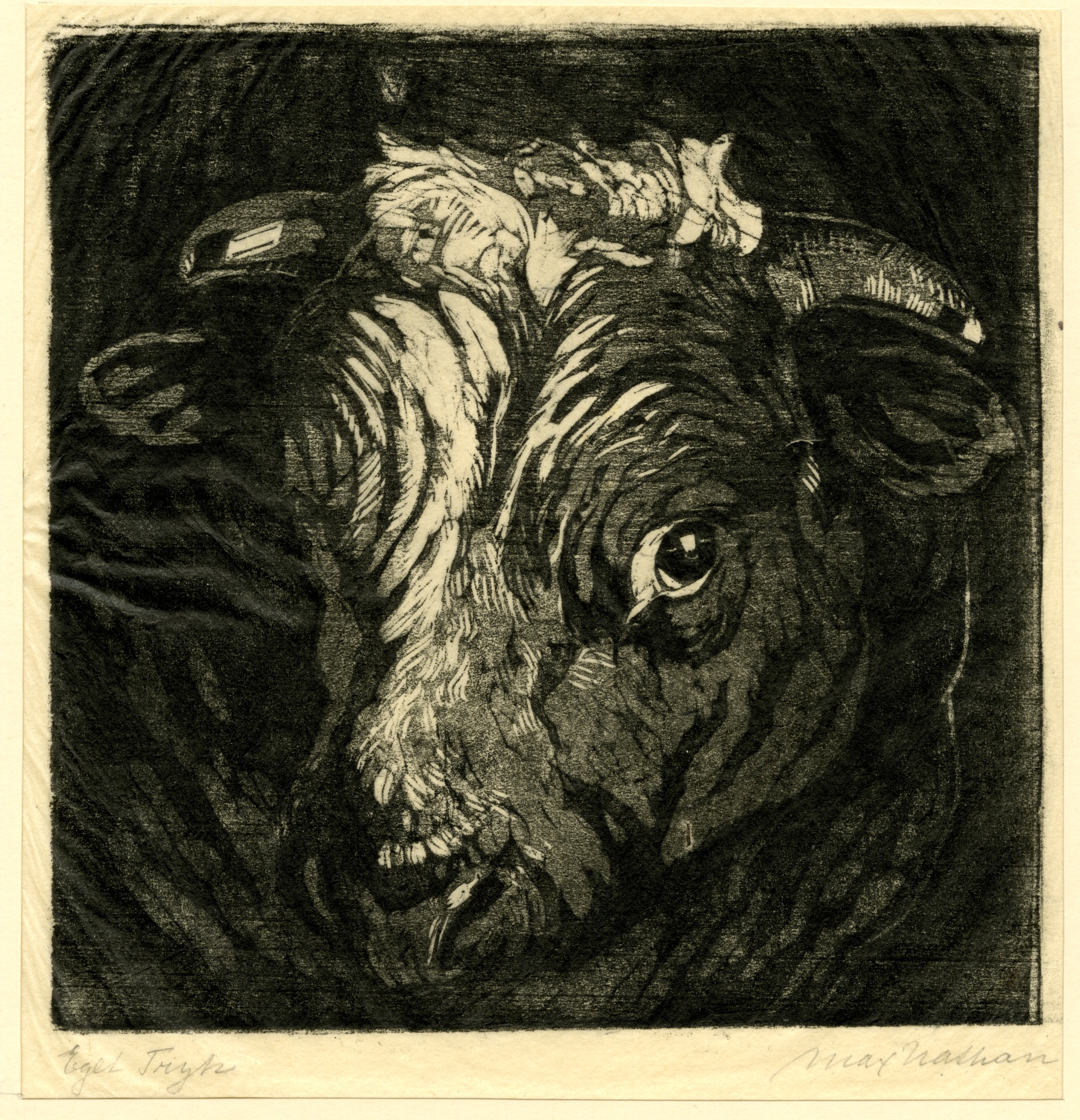 Head of a bull with horns (about 1925)