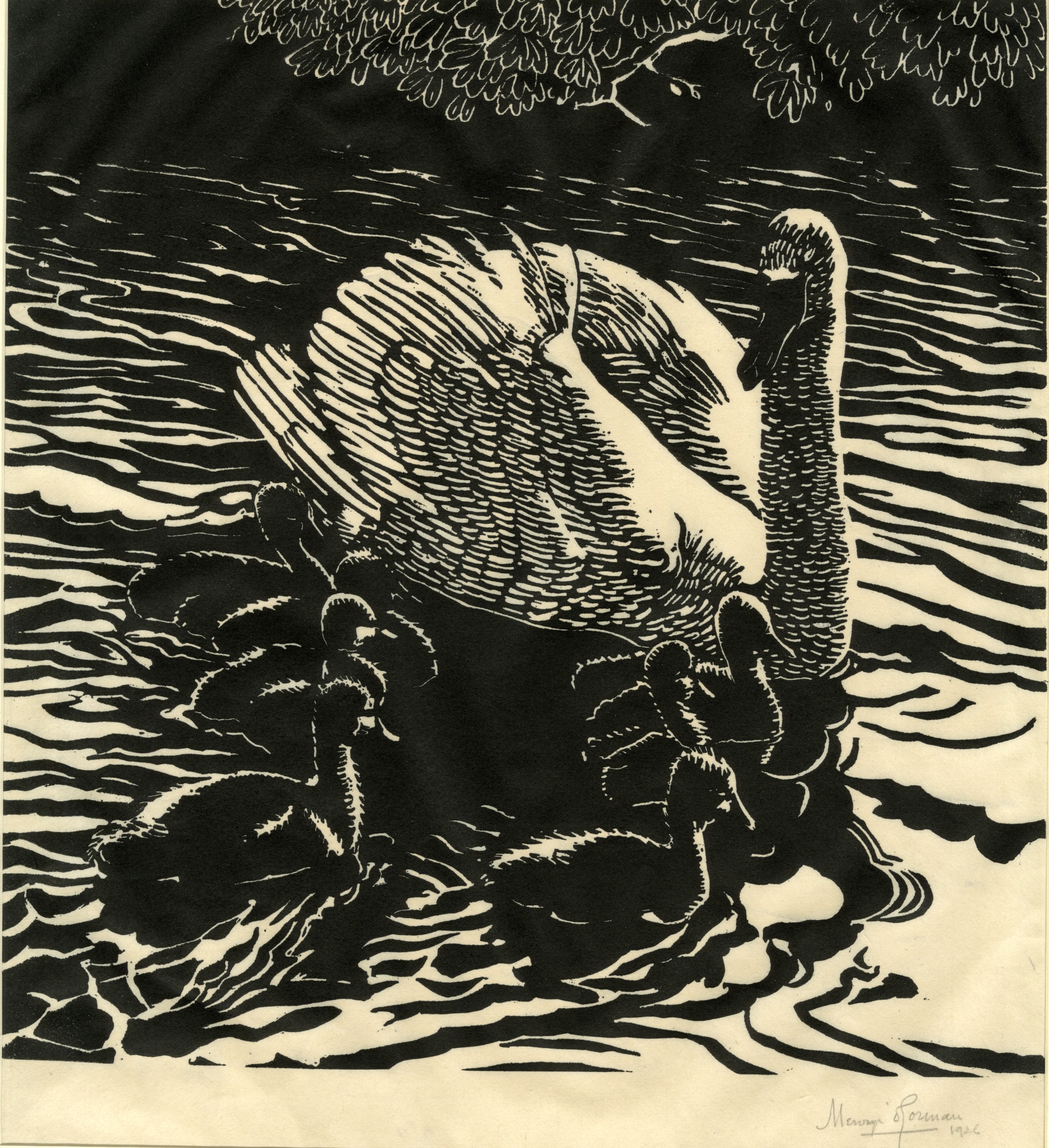 Swan and cygnets on the upper Thames (1926)