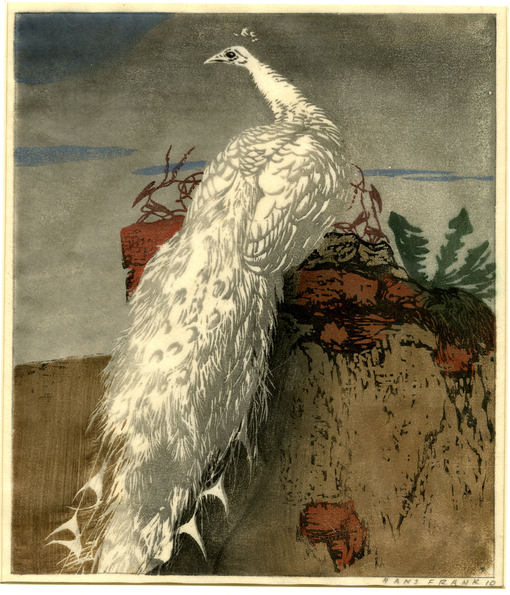 White peacock (1910)