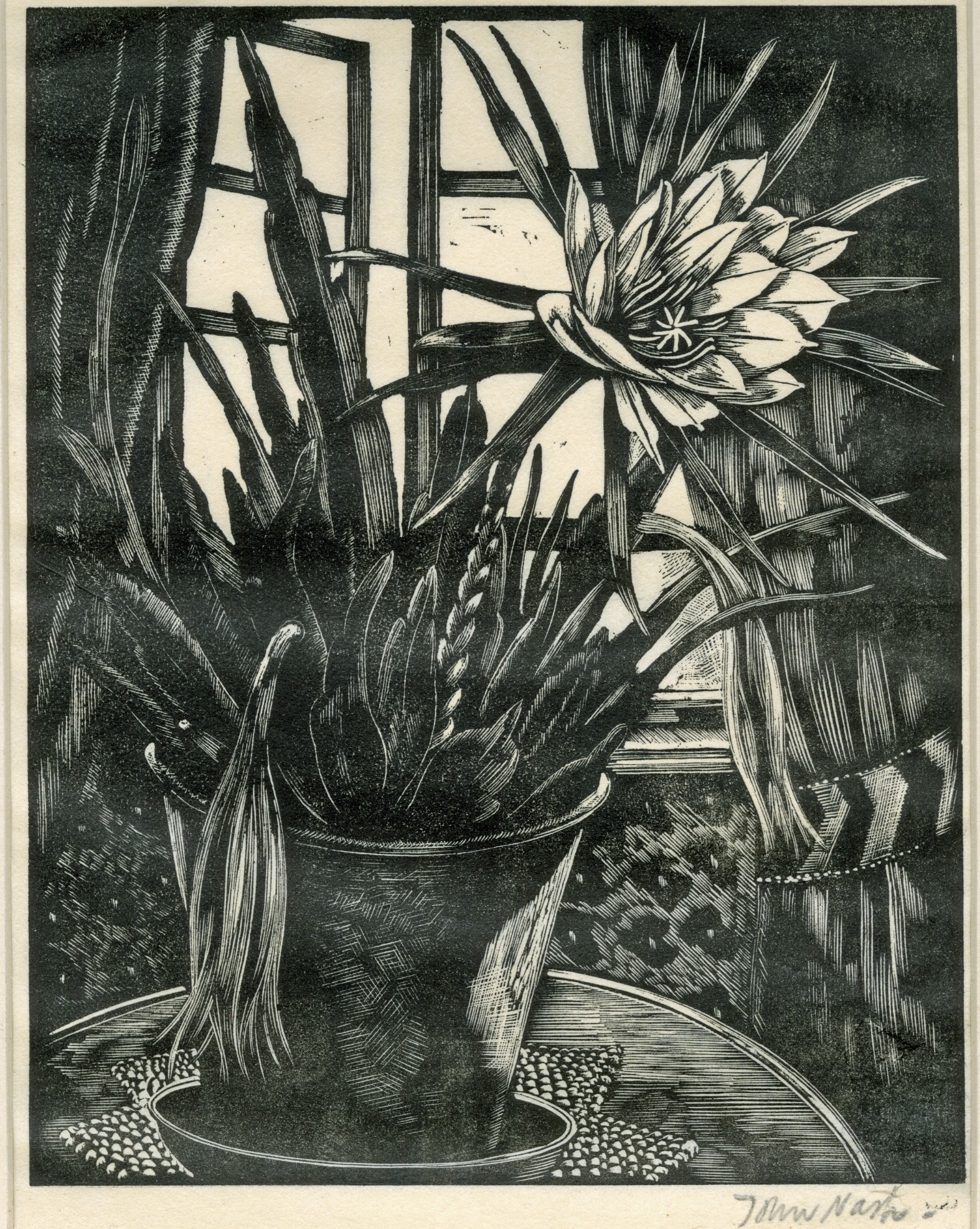 Phyllocactus (1926)