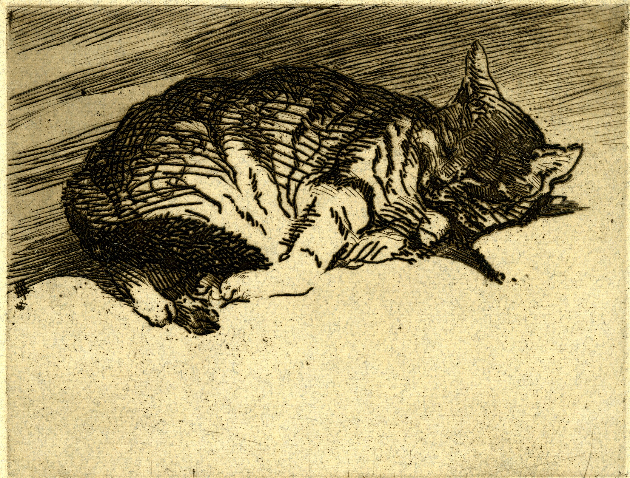 Sleeping Cat (1897-1931)