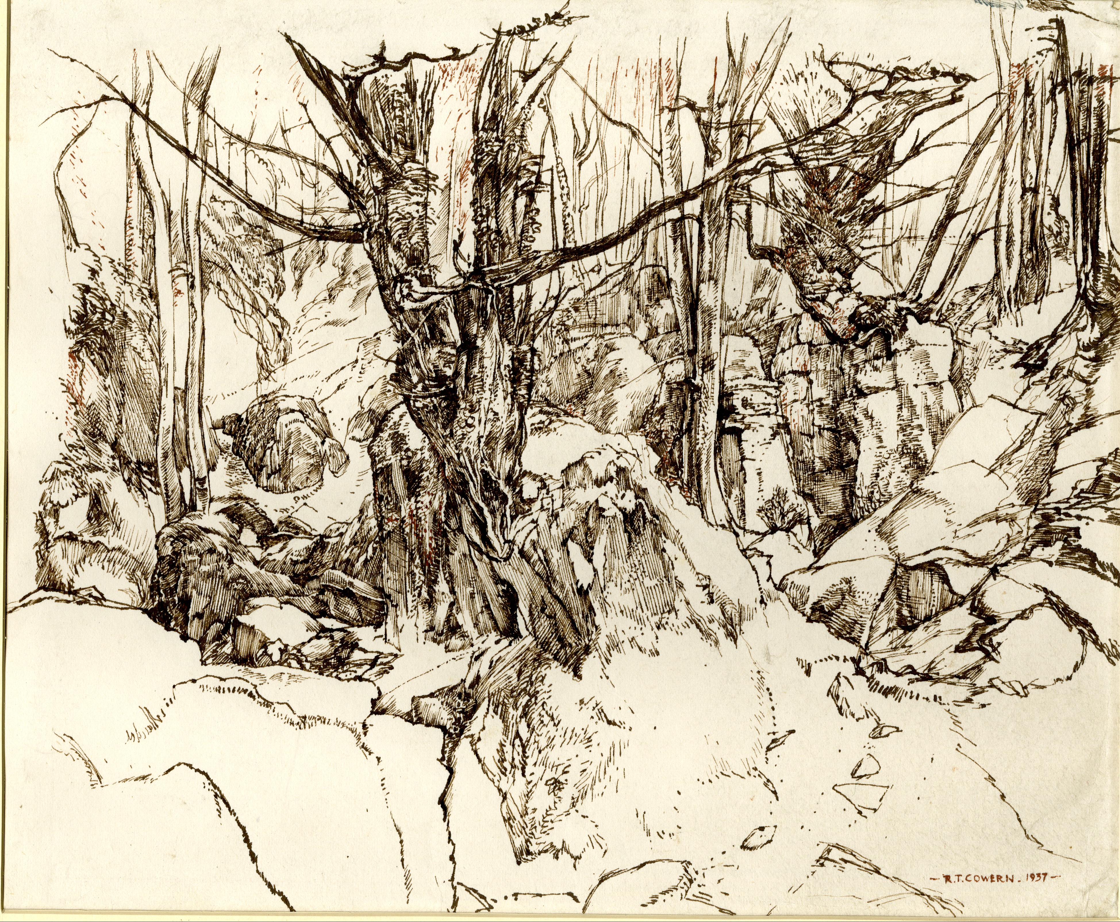 Study of trees, The Scowles, Forest of Dean (1937)