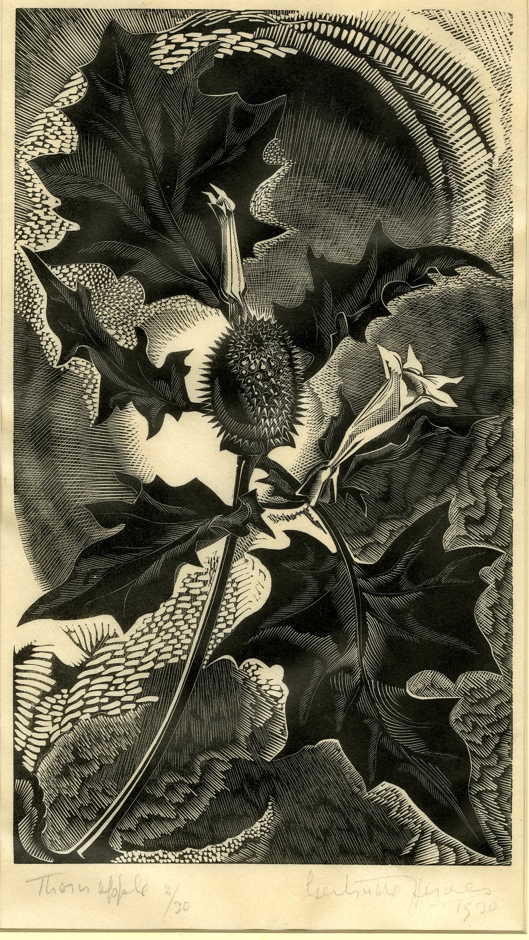 Thorn apple (Illustration for Irene Gosse’s A Florilege: chosen from the old herbals, The Swan Press, Chelsea, 1931) (1930)