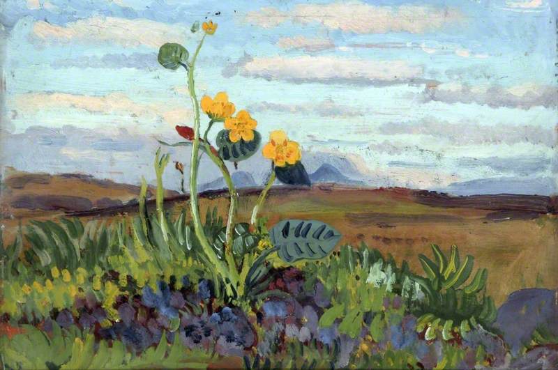 Ranunculus (1910-12)