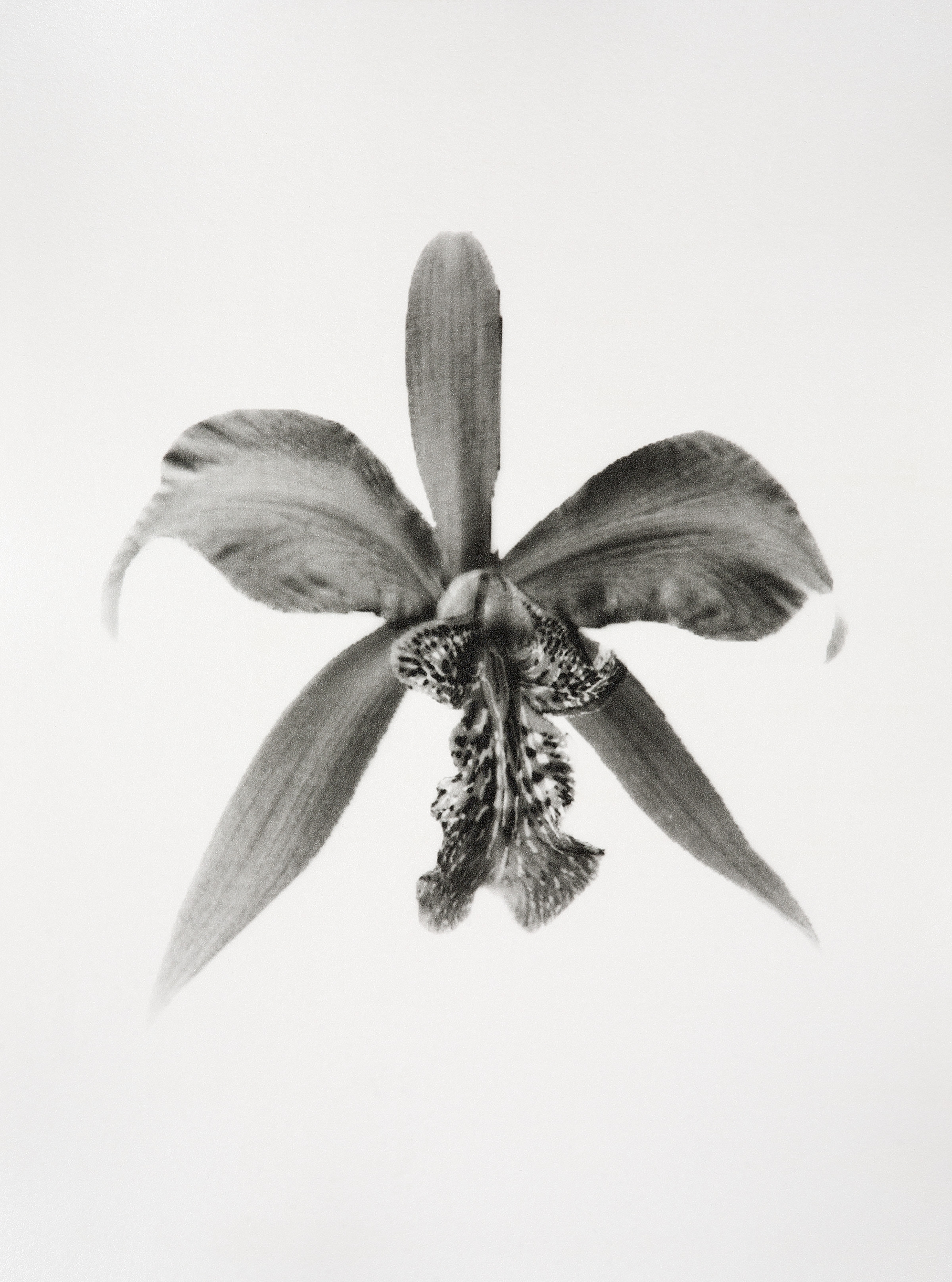 Laelia Speciosa (from the series Orchidomania) (2016)