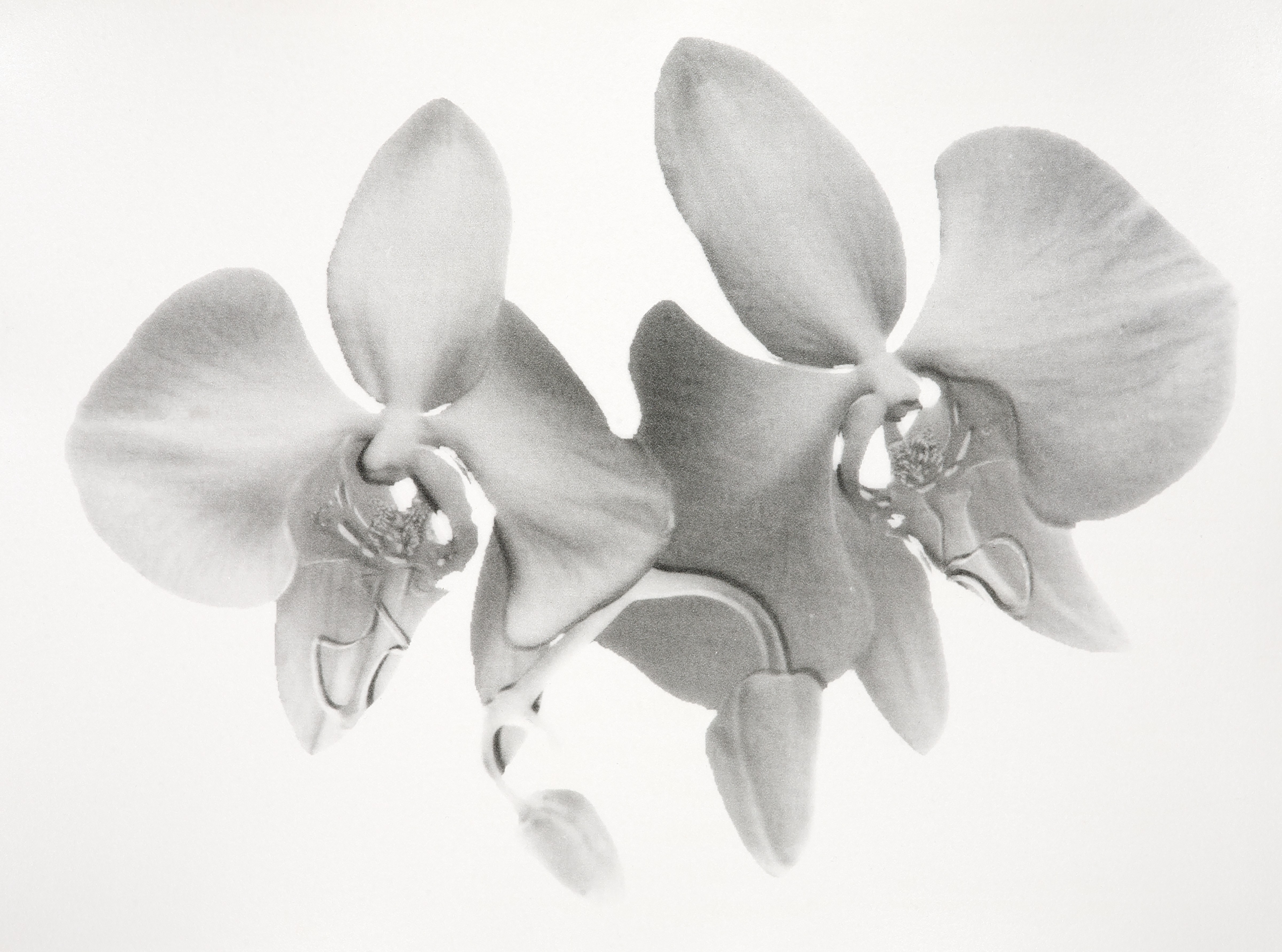 Phalaenopsis amabilis (from the series Orchidomania) (2016)