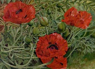 Poppies (1938)