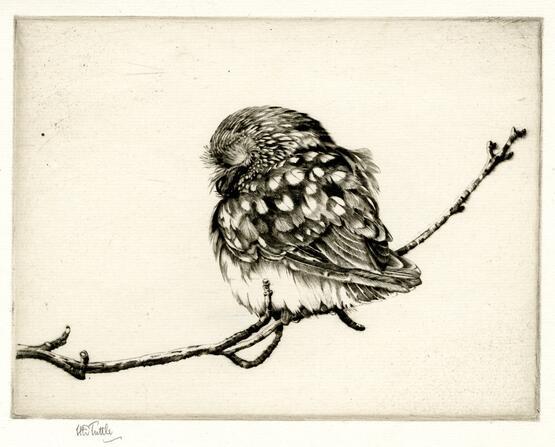 Saw-whet owl, No.1 (circa 1928)