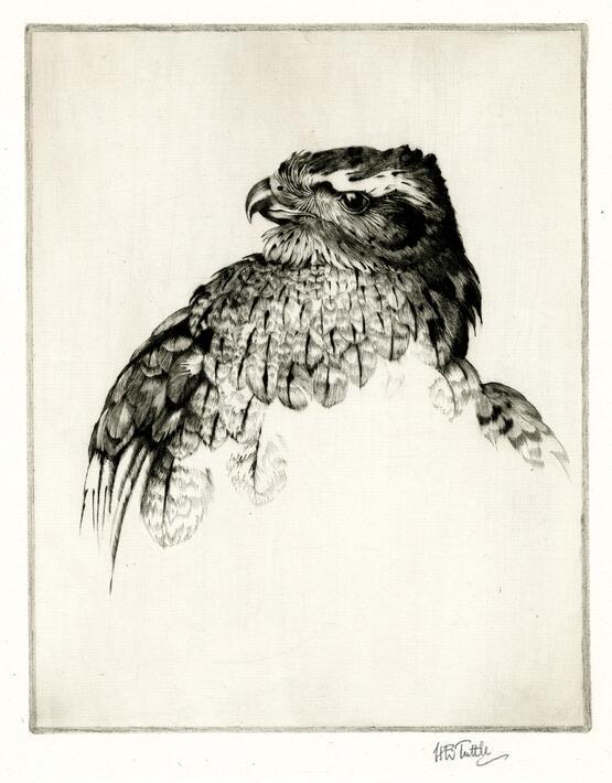 Goshawk (head) (circa 1928)