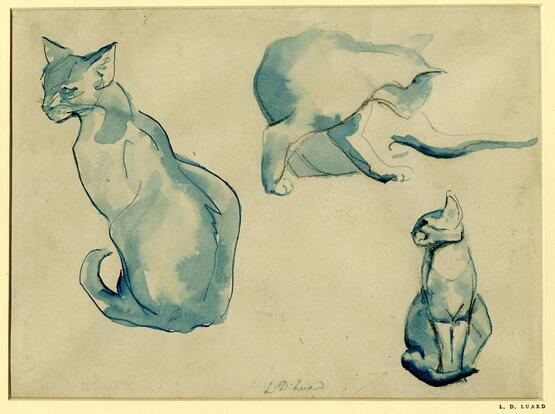 Studies of a cat (1897-1944)