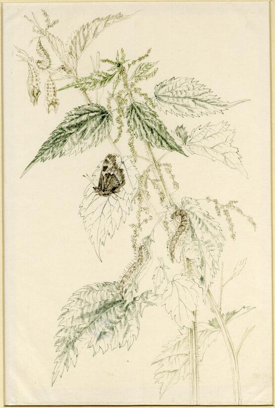 Stinging nettles with butterfly and caterpillar (about 1940)