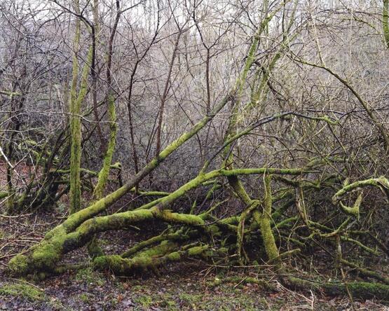 KS02, The Wilderness, Langdale, 2012 (2012)