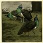 Three peahens in a yard (1913)